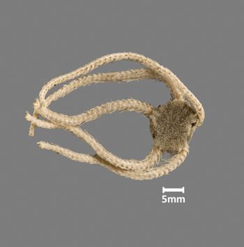 Media type: image;   Invertebrate Zoology OPH-1918 Aspect: dorsal
